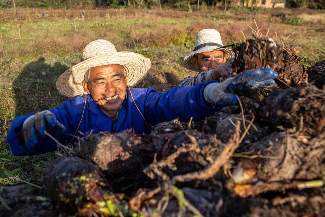 村民在采收香芋