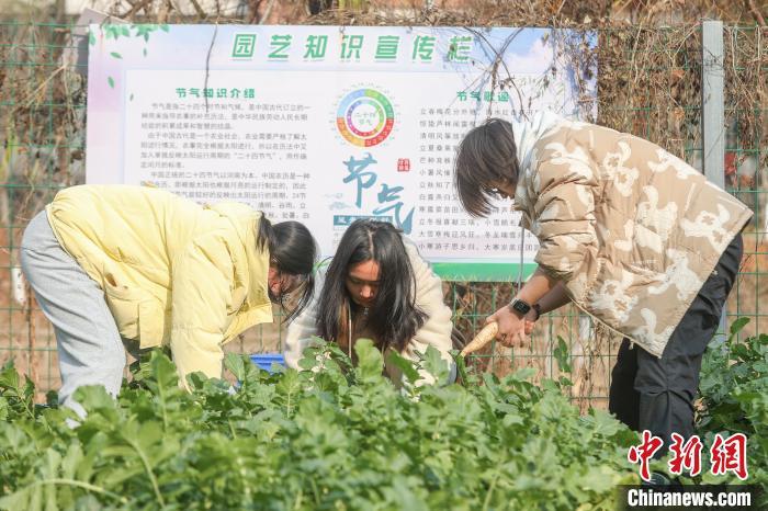 图为学生们在田地里采摘萝卜。中新社记者 刘力鑫 摄