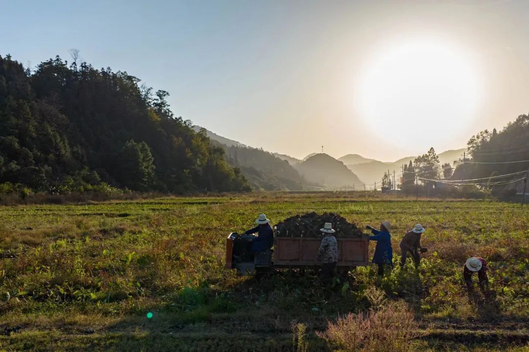 村民在采收香芋