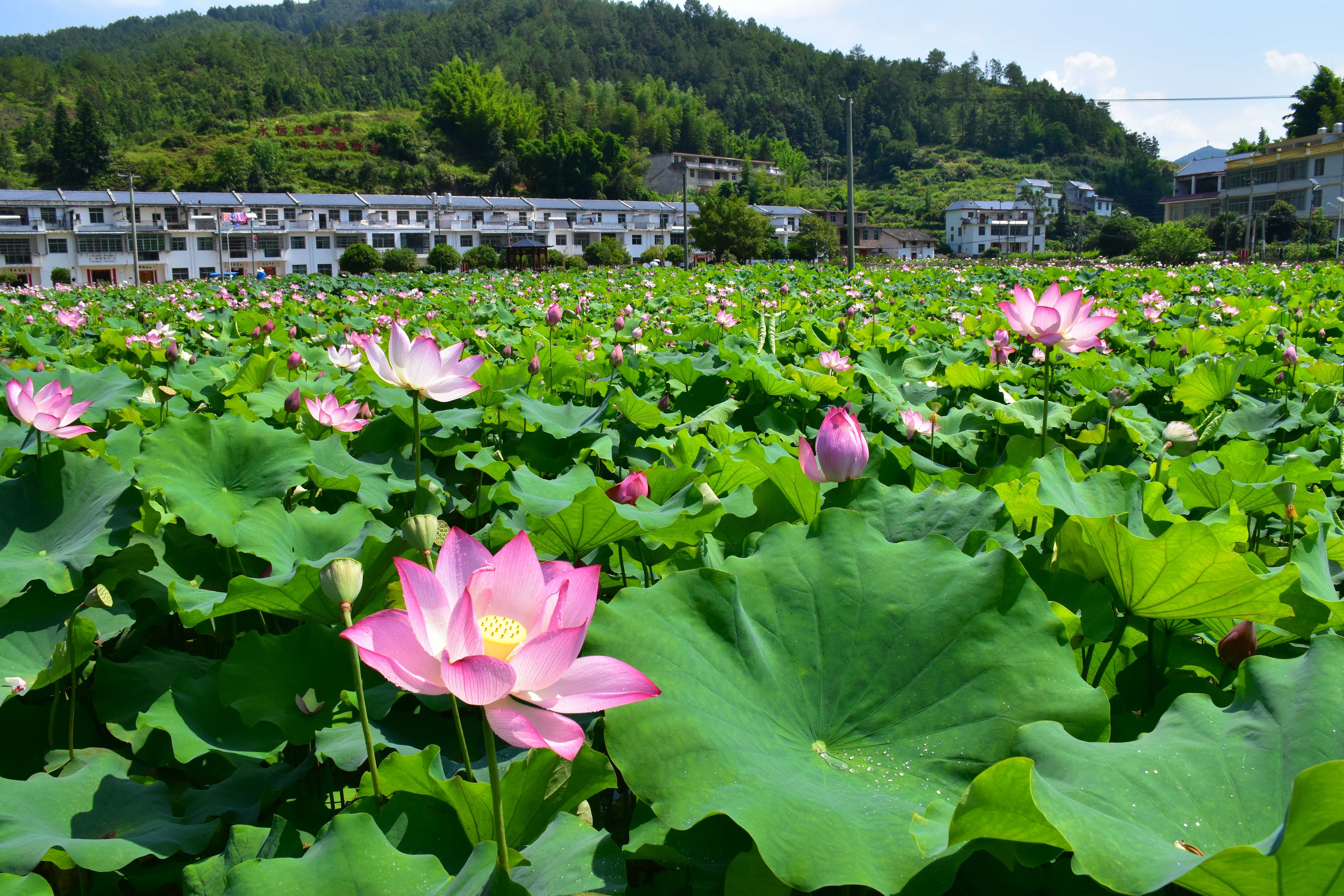 江西上犹：盛夏荷花绽放 乡村景色美如画