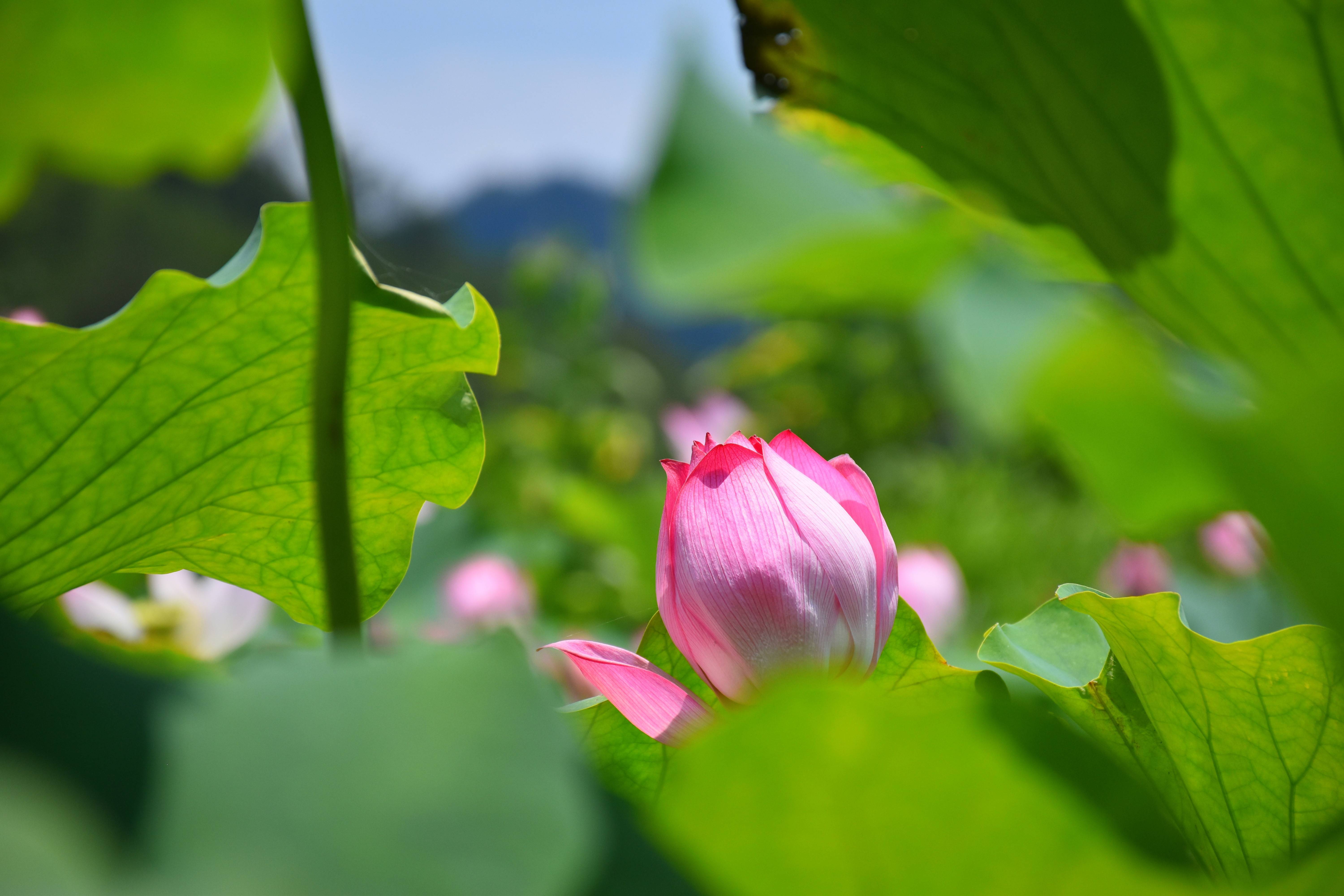 江西上犹：盛夏荷花绽放 乡村景色美如画