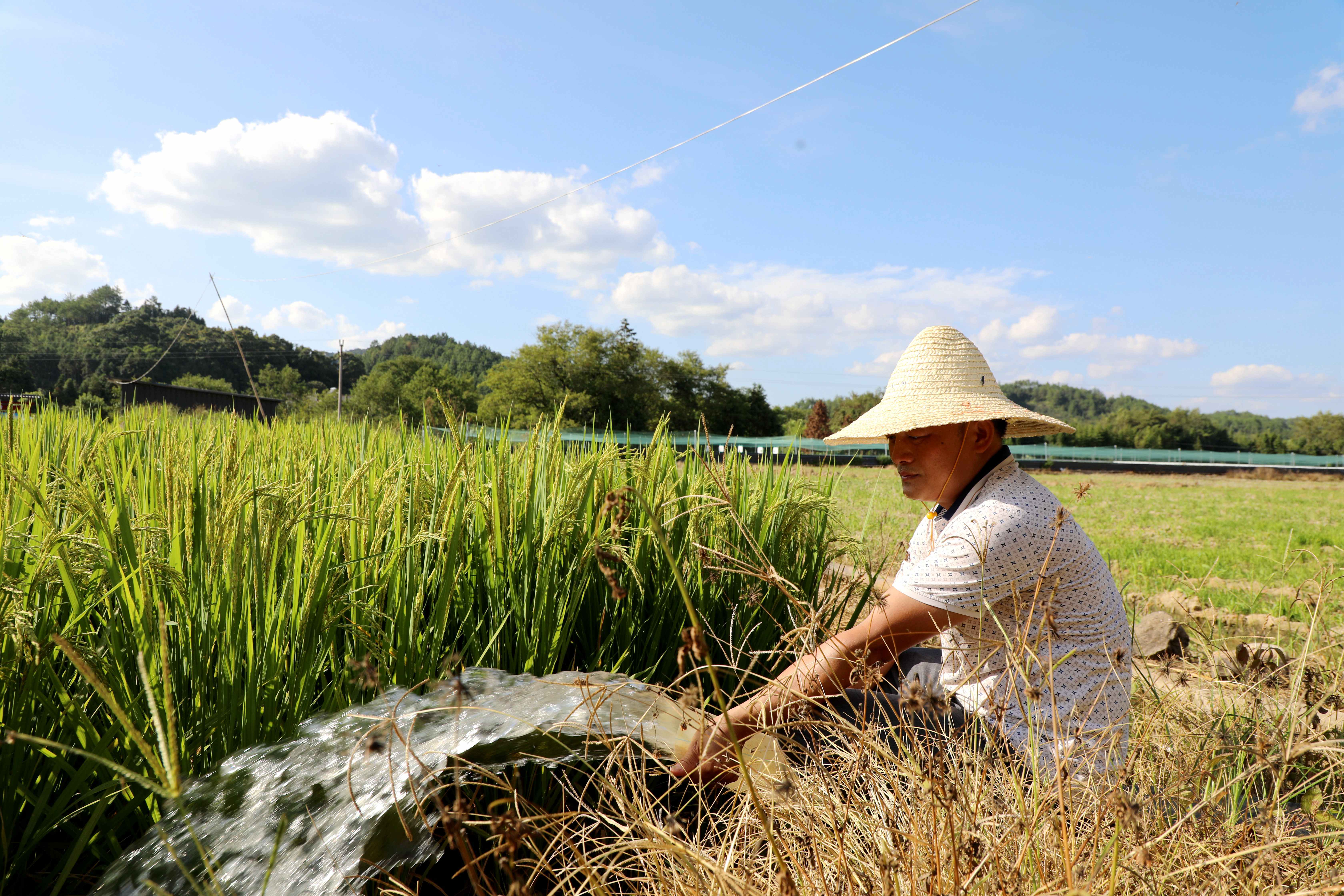 陂头镇竹山村利用抽水机抽水灌溉农田。