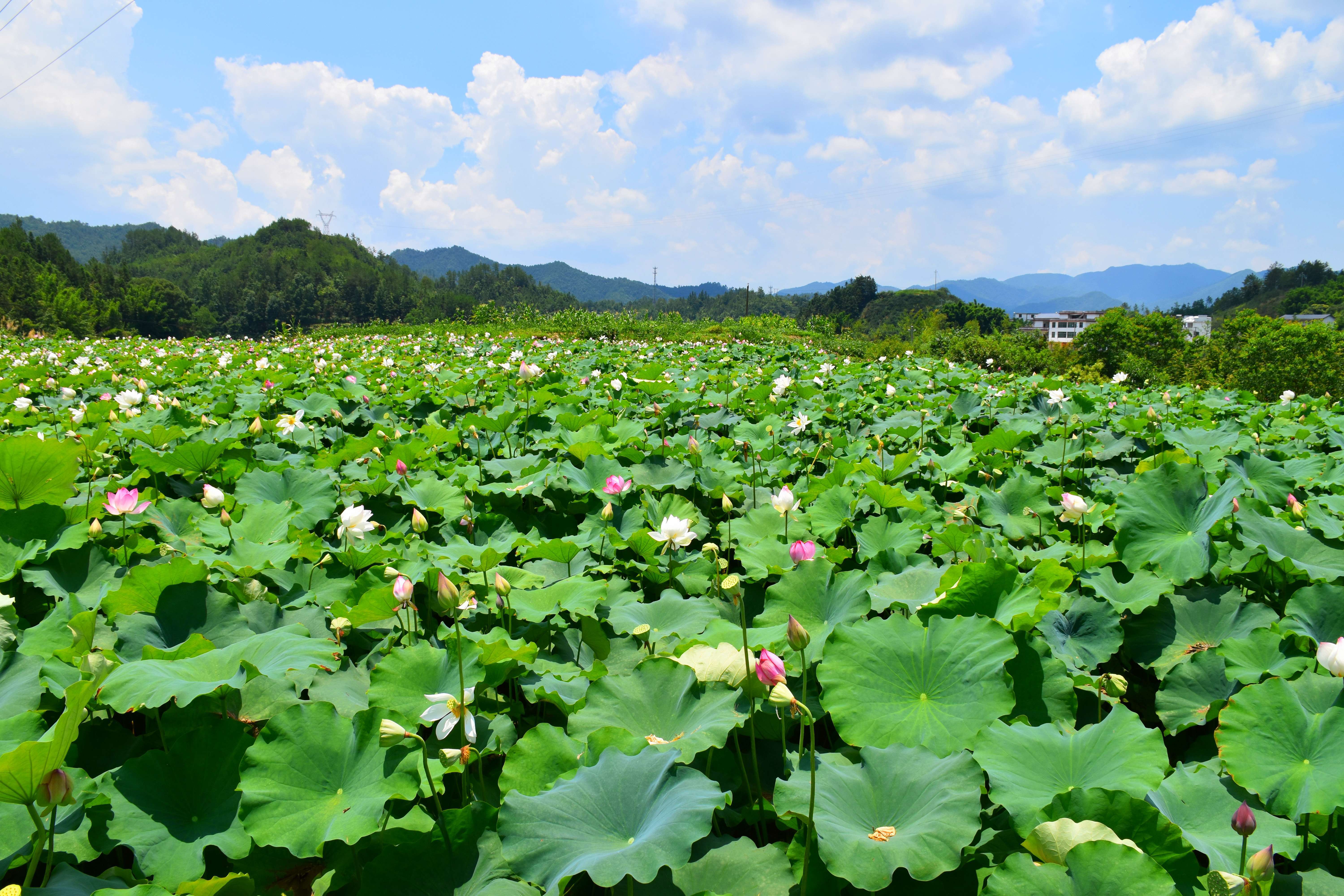 江西上犹盛夏荷花绽放乡村景色美如画